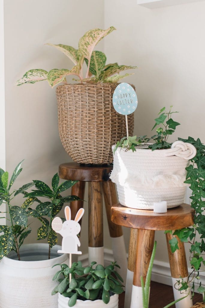 Plants on wooden stands decorated for Easter