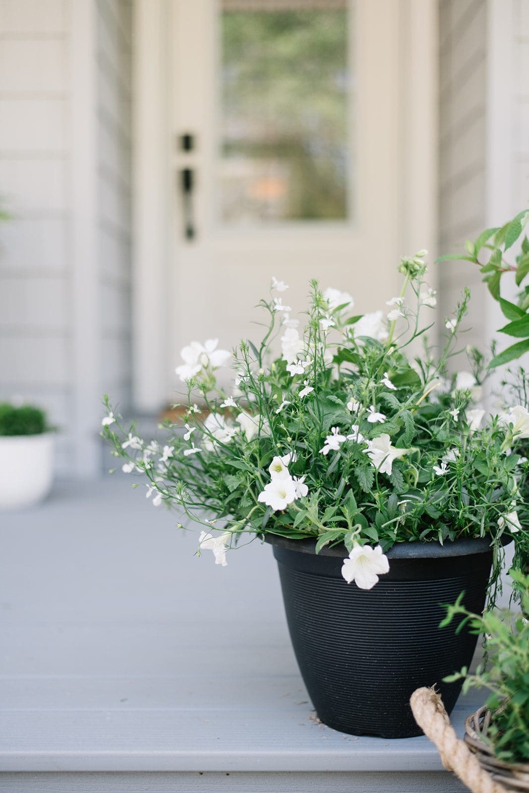 A black planter full of white flowers