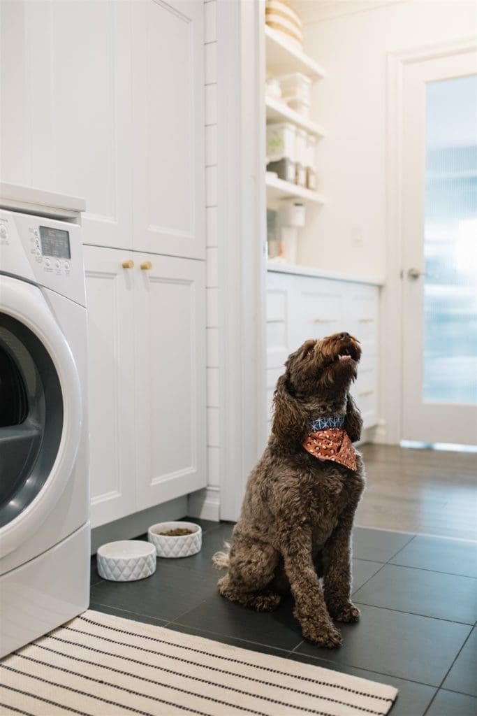 A dog sitting next to it\'s food bowls in a renovated mudroom
