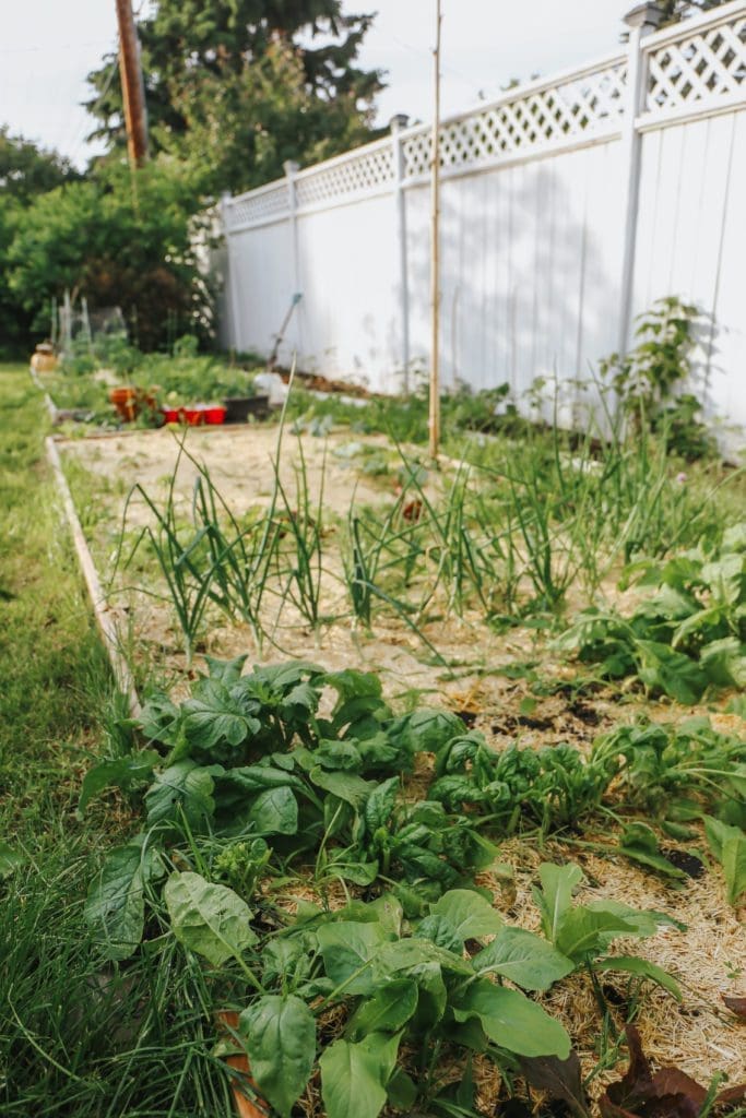 A close up of a vegetable garden
