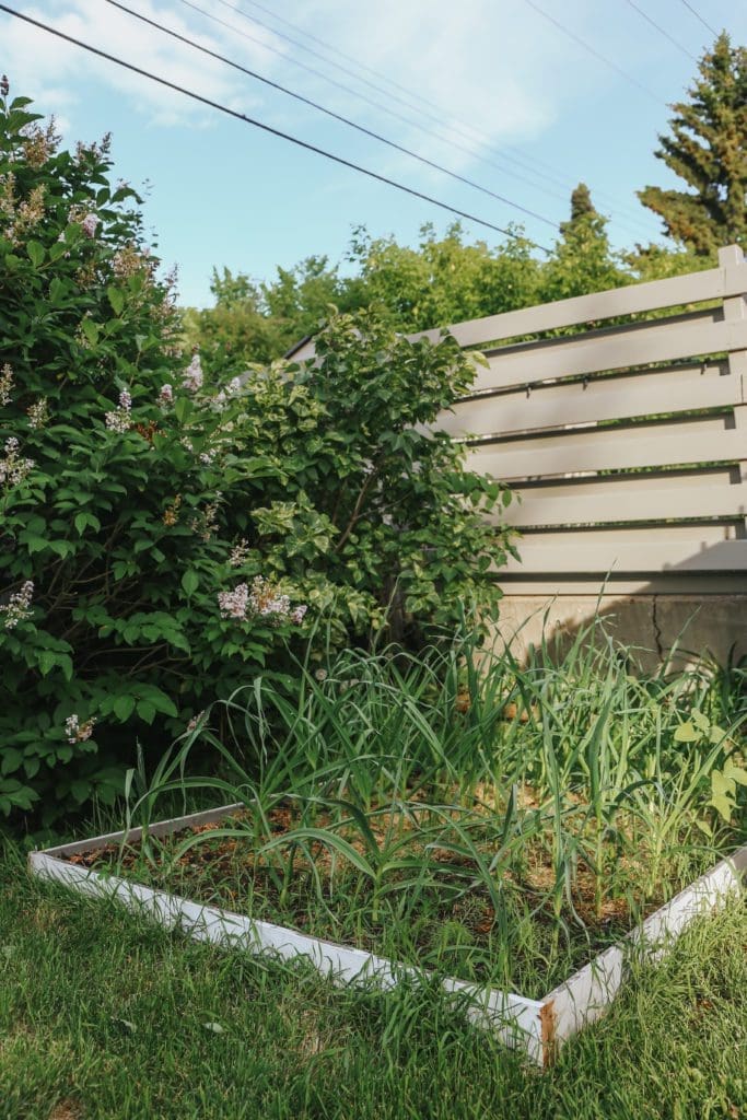 A backyard vegetable garden
