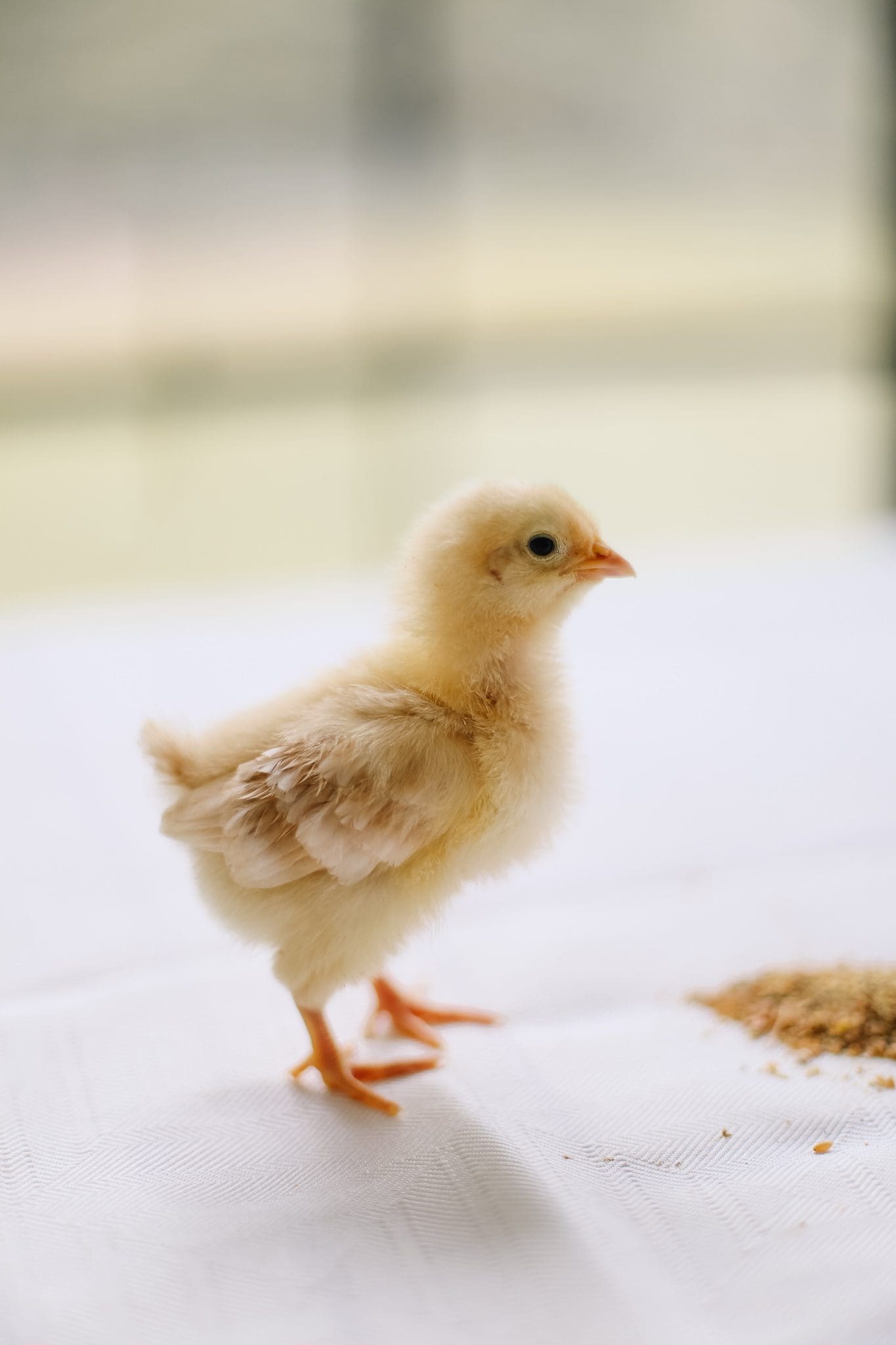 Small fluffy yellow chick