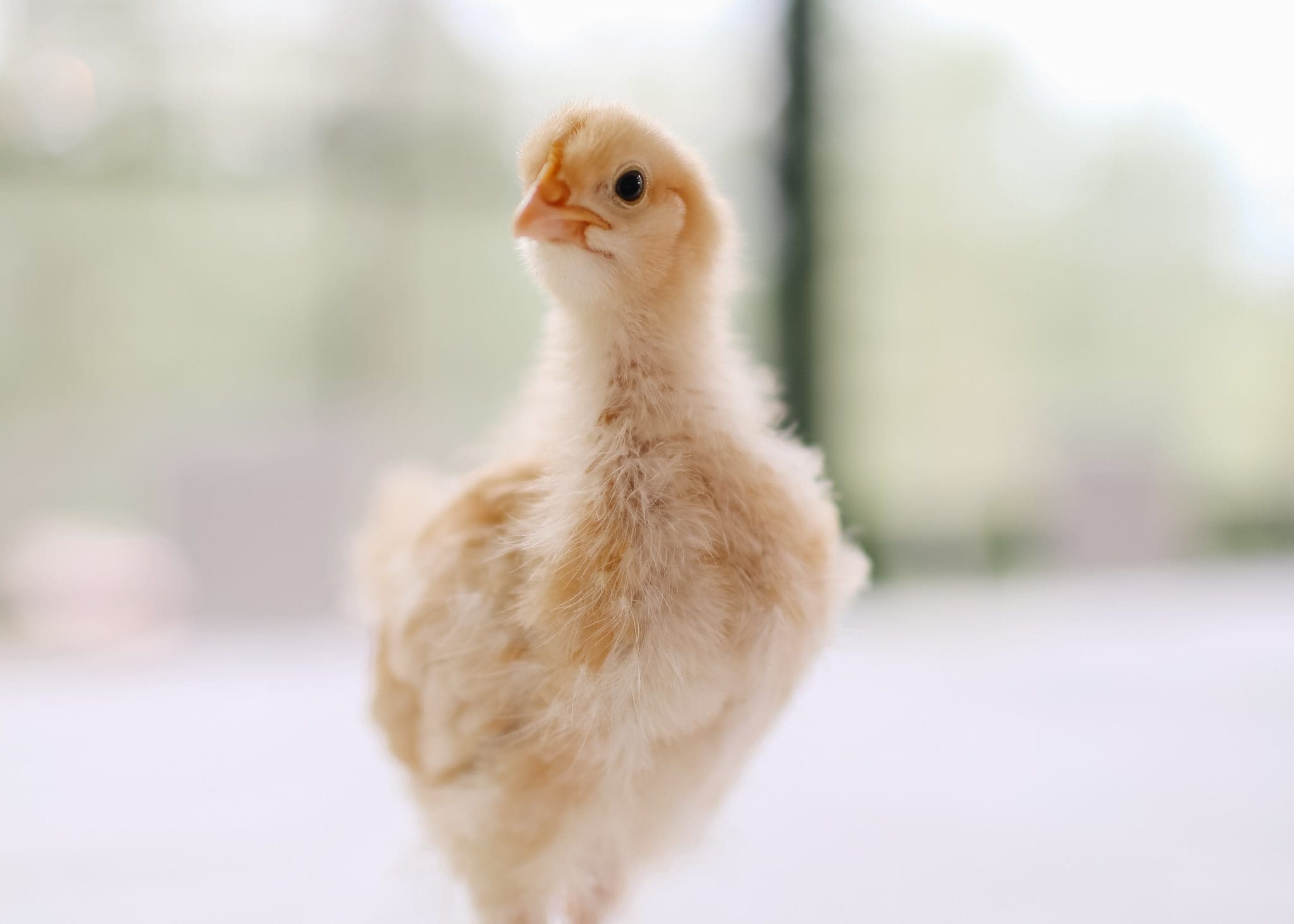 1 week old yellow Buff Orpington chick