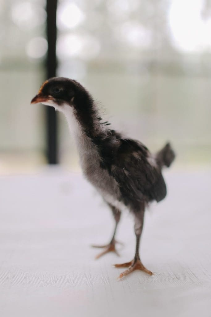 2 week old Black Minorca chick