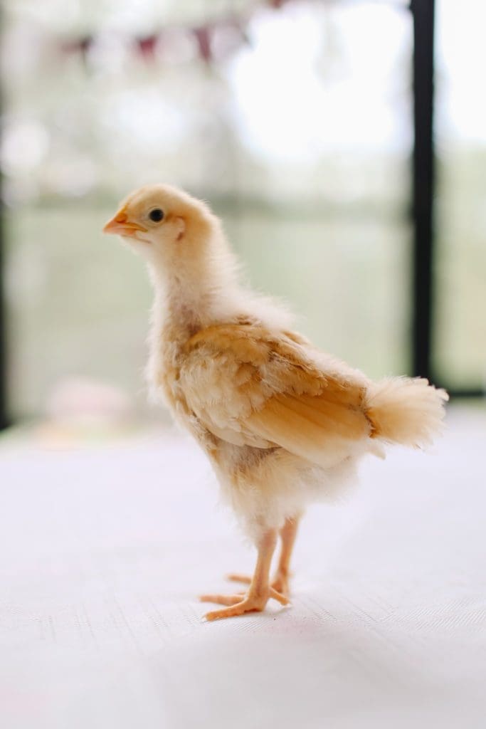 2 week old yellow Buff Orpington chick