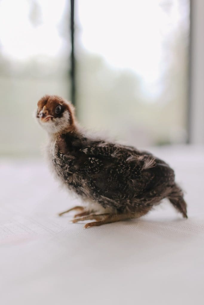 2 week old Easter Egger chick